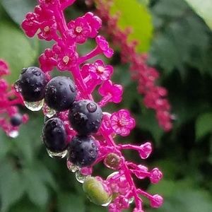 Meet your Posher, Terri